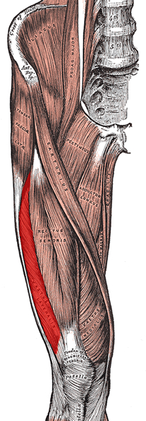 an anatomical image of the vastus lateralis muscle