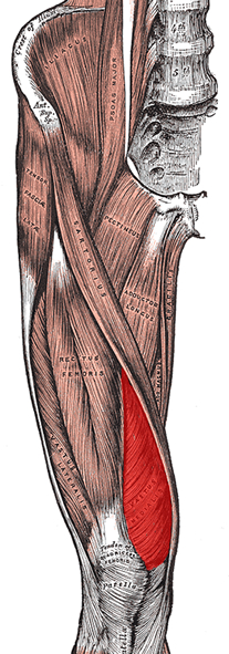 an anatomical image of the vastus medialis muscle