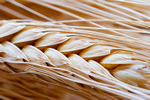 a thumbnail image of wheat