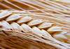 a thumbnail image of wheat